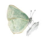 Placky Motýli Motýl: ostruháček ostružinový