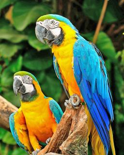 Diamantové malování - Ara papoušci