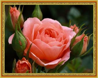 Diamantové malování - Květ růže  Včetně předtištěného ozdobného rámu