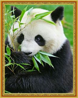 Diamantové malování -  Panda  Včetně předtištěného ozdobného rámu