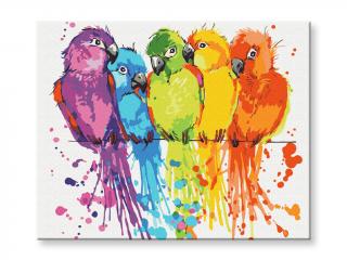 Malování podle čísel - Barevní papoušci