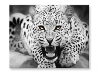 Malování podle čísel - Bílý jaguár