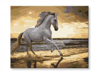 Malování podle čísel - Bílý kůň na pobřeží