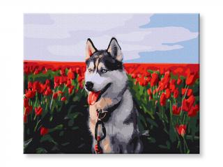 Malování podle čísel - Husky v poli tulipánů