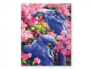 Malování podle čísel - Papoušci v květinách