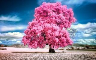 Malování podle čísel - Růžový strom v krajině
