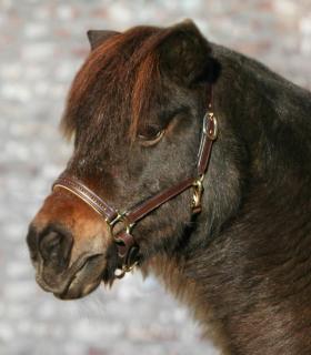 Kožená ohlávka se štrasovými kamínky, Waldhausen Star Velikost: Pony, Barvy: Hnědá/Zlatá