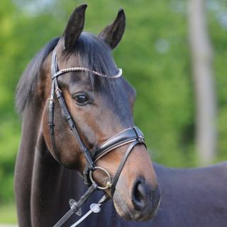 Uzdečka Kavalkade Rose s anatomickým nátylníkem a švédským nánosníkem Barva: černá, Velikost: Pony