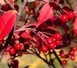 Aronie  Brilliant - červený jeřáb 2 L