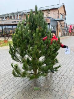 Borovice černá Vyberte stromek: 24