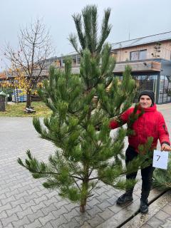 Borovice černá Vyberte stromek: 7