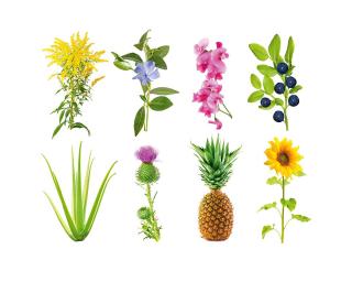 Chytrá půda pro květináče Click & Grow  3 ks -experimentální náplň