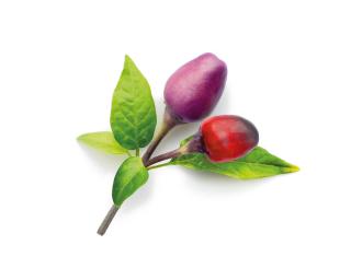 Náplň pro chytré květináče Click & Grow  3 ks - fialové chilli