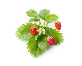Náplň pro chytré květináče Click & Grow 3 ks - lesní jahody