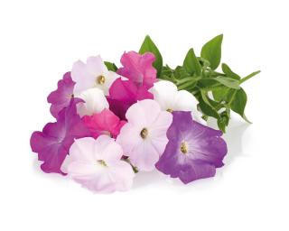 Náplň pro chytré květináče Click & Grow  3 ks - petunie