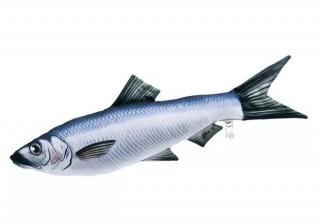 GABY plyšová ryba - Sleď obecný 60cm, hračka a  polštář