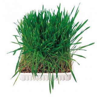 Tráva pro hlodavce v misce 100g