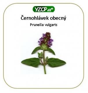 Černohlávek obecný 50 kapslí | YZOP