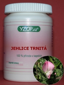 Jehlice trnitá - 50 kapslí | YZOP