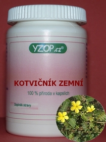 KOTVIČNÍK ZEMNÍ - 50 kapslí | YZOP