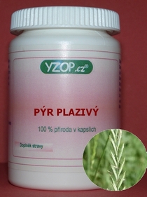 PÝR PLAZIVÝ - 50 kapslí | YZOP