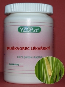 PUŠKVOREC OBECNÝ - 50 kapslí | YZOP