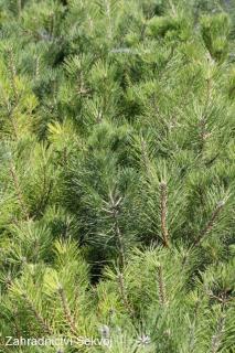 Borovice černá Arnold 30 cm (Pinus nigra Arnold)