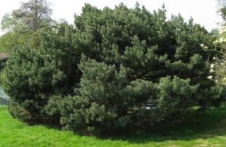 Borovice lesní  Watereri 60 cm  (Pinus sylvestris Watereri)