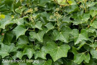 Břečťan popínavý 40-60 cm (Hedera helix)