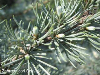 Cedr atlaský Glauca pendula (Cedrus atlantica Glauca pendula)