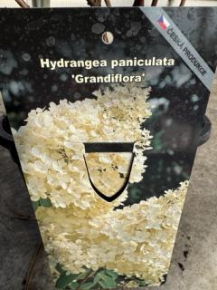 Hortenzie latnatá GRANDIFLORA (Hydrangea paniculata GRANDIFLORA)
