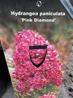 Hortenzie latnatá PINK DIAMOND (Hydrangea paniculata PINK DIAMOND)