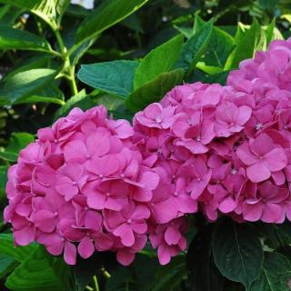 Hortenzie velkolistá Bouquet Rose (Hydrangea macrophylla Bouquet Rose)