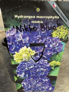 Hortenzie velkolistá Nikko Blue (Hydrangea macrophylla Nikko Blue)