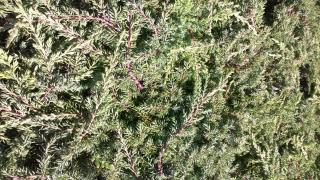 Jalovec obecný Green Carpet (Juniperus communis Green Carpet)