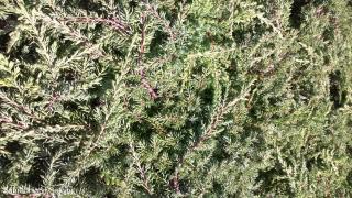 Jalovec obecný Repanda (Juniperus communis Repanda)