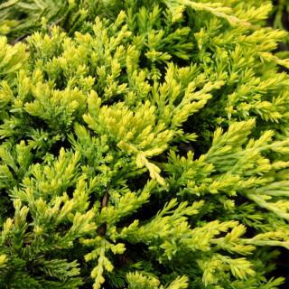 Jalovec polehlý Golden Carpet (Juniperus horizontalis Golden Carpet)