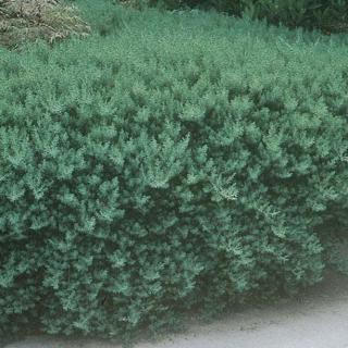 Jalovec položený Nana (Juniperus procumbens Nana)