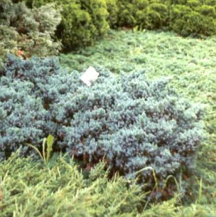 Jalovec šupinatý Blue Star (Juniperus squamata ´Blue Star´)