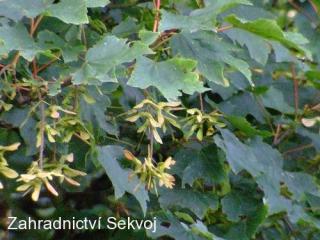 Javor klen 180-200 cm (Acer pseudoplatanus)