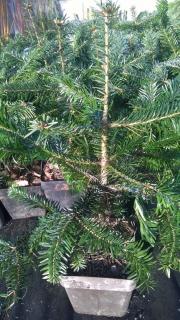 Jedle kavkazská 20-25 cm (Abies nordmanniana Spach)