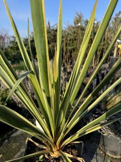 Juka vláknitá BRIGHT EDGE (Yucca filamentosa BRIGHT EDGE)