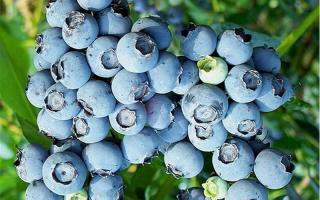 Kanadská borůvka Toro, 50 - 70 (Vaccinium corymbosum ´Toro´)