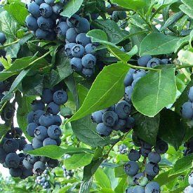 Kanadská borůvka Zückertraube, raná, 50 - 70 cm (Vaccinium corymbosum ´Zückertraube´)