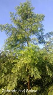 Metasekvoje čínská 40-50 cm (Metasequoia glyptostroboides)