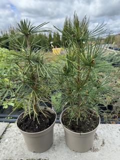 Pajehličník přeslenitý 30 cm (Sciadopitys verticillata)