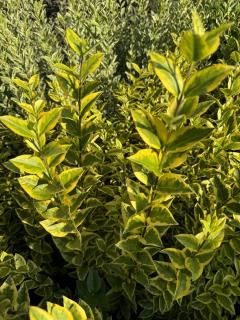 Ptačí zob Aureum 40-60 cm (Ligustrum ovalifolium Aureum)