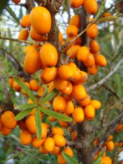 Rakytník řešetlákový Friesdorfer Orange samosprašný (Hippophae rhamnoides Friesdorfer Orange)