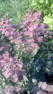 Ruj vlasatá - fialová (Cotinus coggygria Royal Purple)