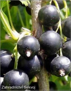 Rybíz černý Titania - kmínek 80 cm (Ribes nigrum Titania)